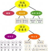 健康饮食之人体所需的营养成分